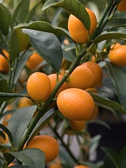 5 Yaş Saksılı Kumkuat ’’kamkat’’ Fidanı