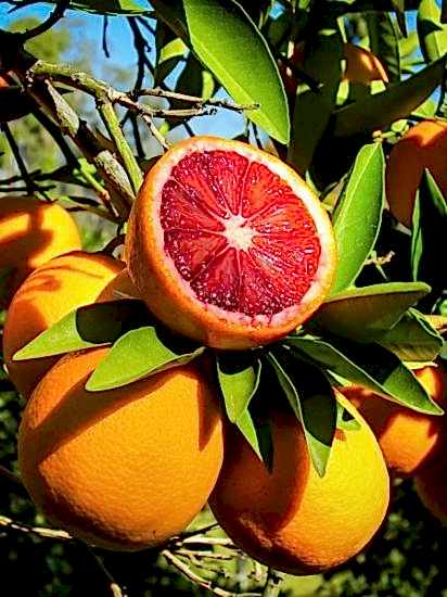 Kan Portakalı Fidanı, 180 cm ve üzeri saksılı