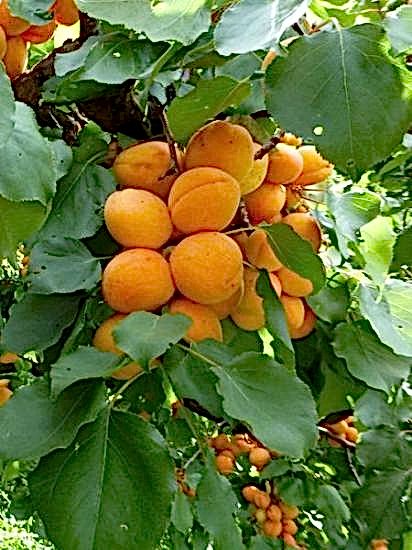 Çataloğlu Kayısı Fidanı +160 cm ve üzeri