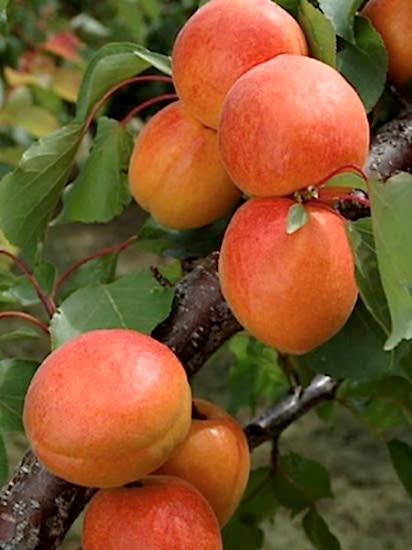 Malatya Kayısı Fidanı +160 cm ve üzeri saksılı