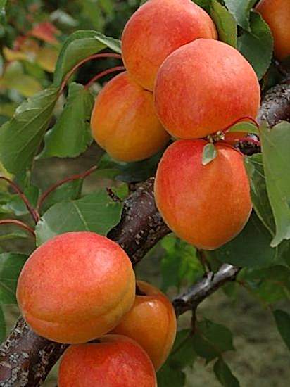 Malatya Kayısı Fidanı +160 cm ve üzeri