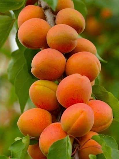 ORANGE RUBY kayısı Fidanı +160 cm ve Üzeri