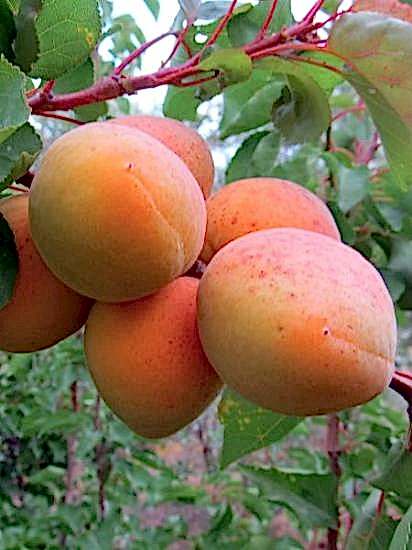 ROXANA kayısı Fidanı +160 cm ve üzeri