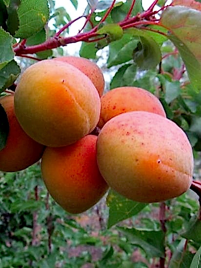 ROXANA kayısı Fidanı +200 cm ve üzeri 8 yaş