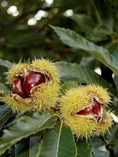 Bursa Sarı Aşılı Kestane Fidanı 80-130 cm ,  Torbalı