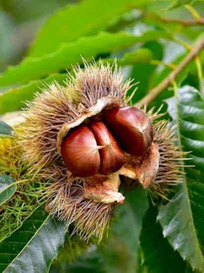 Kemer Kestane Fidanı 80-120 cm Torbalı