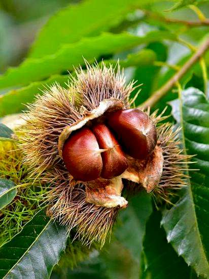 Kemer Kestane Fidanı 80-120 cm saksılı