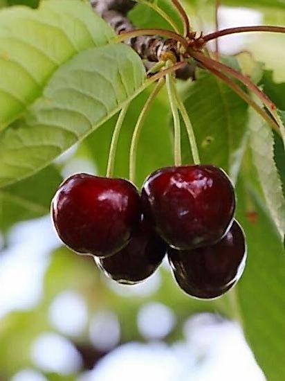 Eşme Kiraz Fidanı +170 cn üzeri saksılı