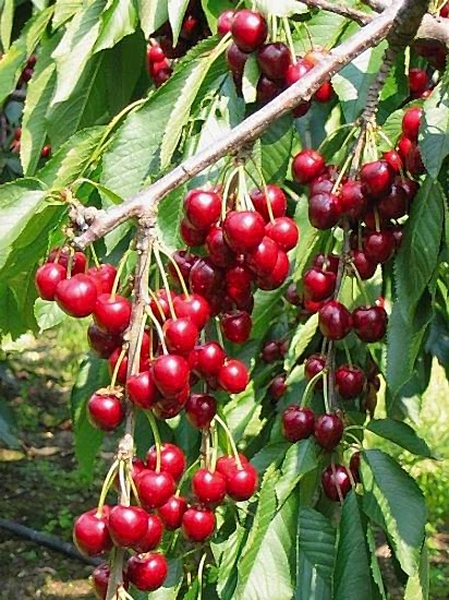 Lambert Kiraz Fidanı +170 cm ve üzeri 5 yaş