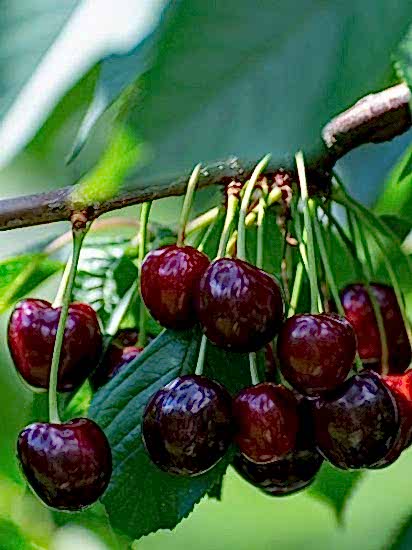 Regina Kiraz Fidanı +170 cm saksılı