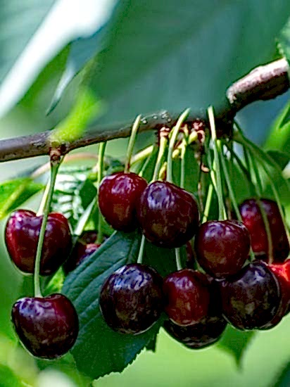 Regina Kiraz Fidanı +170 cm üzeri 7yaş