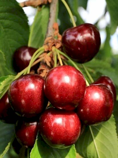 STAR GİANT kiraz Fidanı +160 cm ve üzeri saksılı 5 yaş