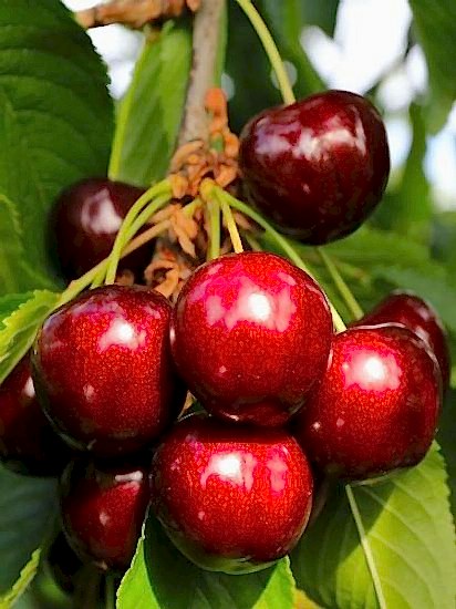 STAR GİANT kiraz Fidanı +160 cm ve üzeri