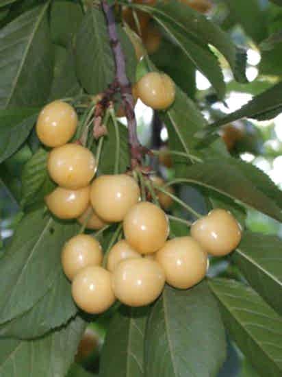 Starksgold Beyaz Kiraz Fidanı,+170 cm ve Üzeri,saksılı