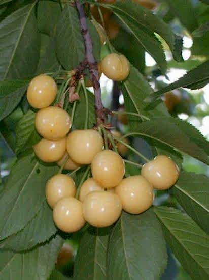 Starksgold Beyaz Kiraz Fidanı,+170 cm ve Üzeri,5-6 yaş