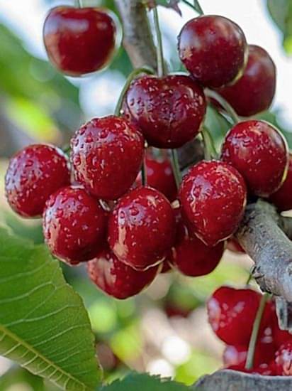 Stella Kiraz Fidanı +170 cm ve Üzeri saksılı