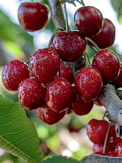 Stella Kiraz Fidanı +170 cm ve Üzeri 7-8 yaş