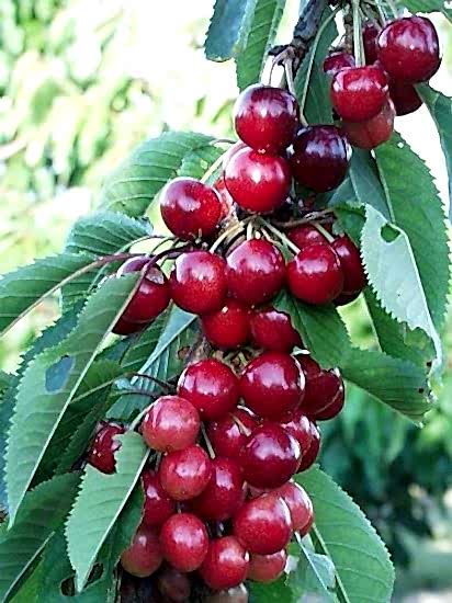 Sweetheart Kiraz Fidanı +170 cm ve üzeri saksılı