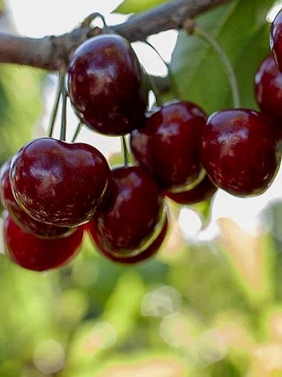 Van Kiraz Fidanı , +170 cm ve üzeri saksılı