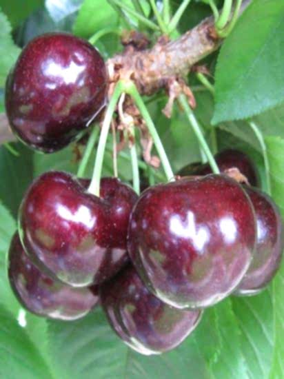 Ziraat 900 Kiraz Fidanı, +170 cm ve üzeri 7-8 yaş