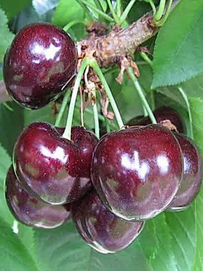 Ziraat 900 Kiraz Fidanı, +170 cm ve üzeri saksılı