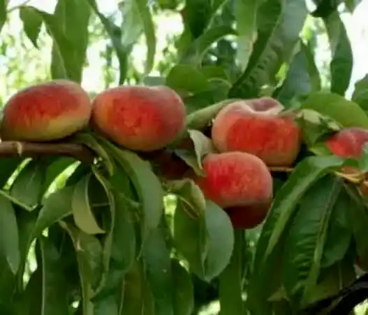 Damat Şeftali Fidanı 3-4 Yaş Saksılı 