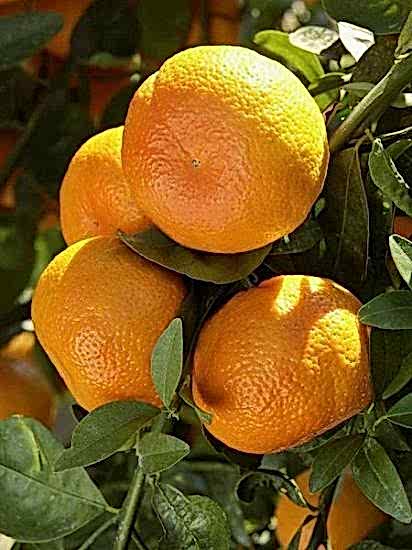 W.Murcutt Mandalina Fidanı , +120 cm ve üzeri