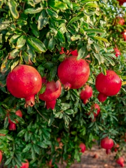 Çekirdeksiz Nar Fidanı +100 cm ve üzeri