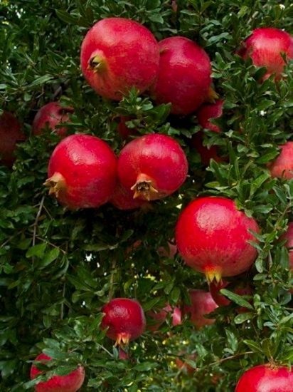 Wonderfull Nar Fidanı +100 cm ve üzeri