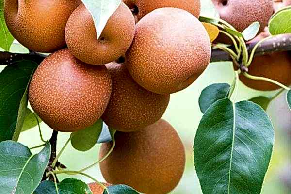 Yetişkin Naşi ’’japon’’ Armut Ağacı