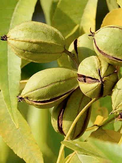 Pikan Ceviz Fidanı +150 cm ve üzeri