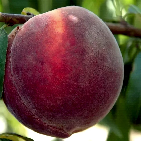 Hale Şeftali Fidanı | 3-4 Yaş | Saksılı