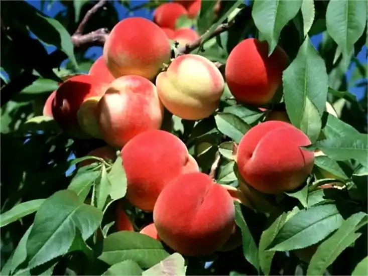 Early Red Şeftali Fidanı 3-4 Yaş Saksılı 