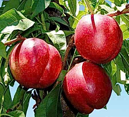  Nektarin ( Sweet Lady ) Fidanı 3-4 Yaş