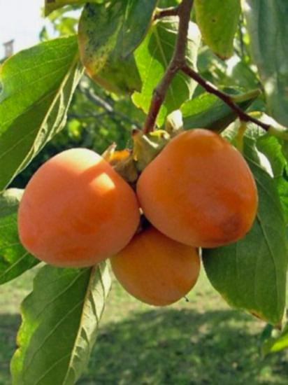 Hachia Trabzon Hurma Fidanı +100