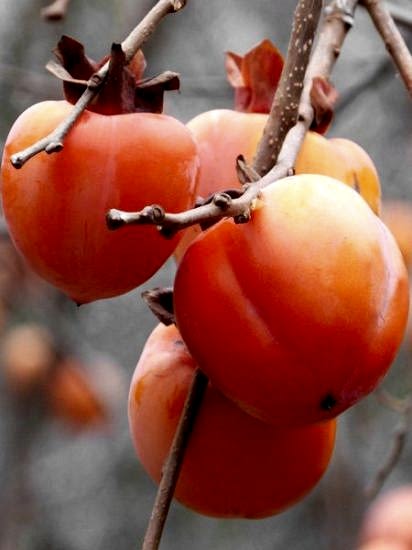 Rojo Brillante Trabzon Hurması +100 cm 