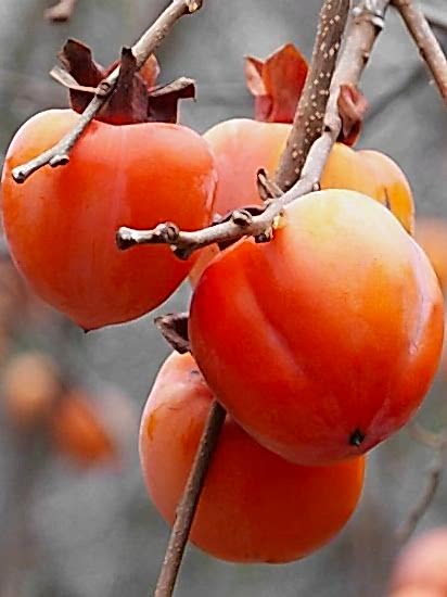 Rojo Brillante Trabzon Hurması +150 cm ve üzeri Saksılı 4-5 Yaş