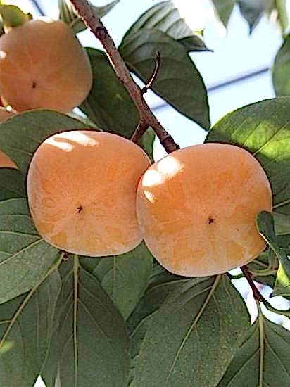 Fuyu Trabzon Hurması +10 0cm 