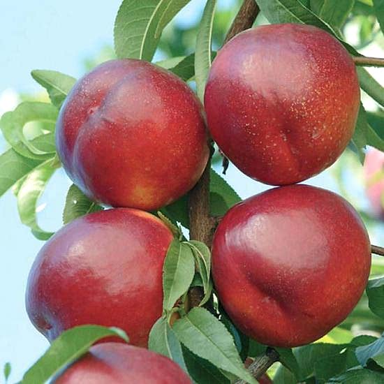 Tüplü Yarı Bodur Venus (Venüs) Nektarin Fidanı