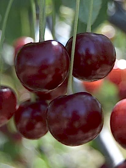 Afyon Vişnesi aşılı fidan +150 cm ve üzeri