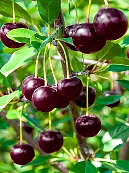  KÜTAHYA Aşılı vişne fidanı +160cm ve üzeri 