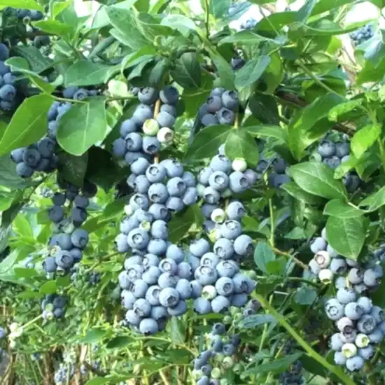 Duke yaban mersini fidanı nisasu fidancılık - saksılı blueberry yetişkin