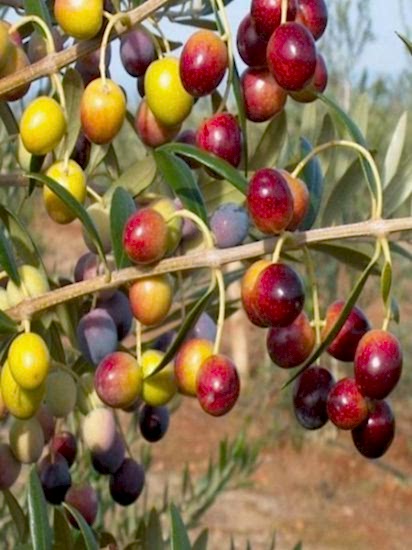 ARBEQUİNA Zeytin Fidanı 80-100 cm Saksılı