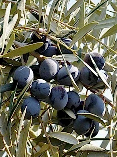 Gemlik Trilye Zeytin Fidanı, 120 cm 