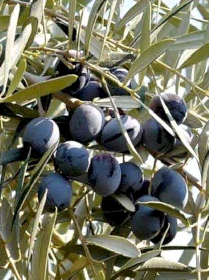 Gemlik Trilye Zeytin Fidanı, 60-90 cm 