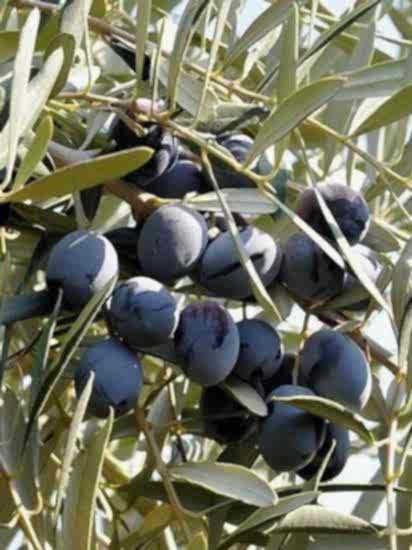 Gemlik Trilye Zeytin Fidan, 150 cm ve üzeri Saksılı 4 Yaş 