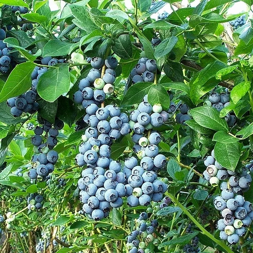 Duke Yaban Mersini Fidanı - Saksılı Blueberry Fidanı