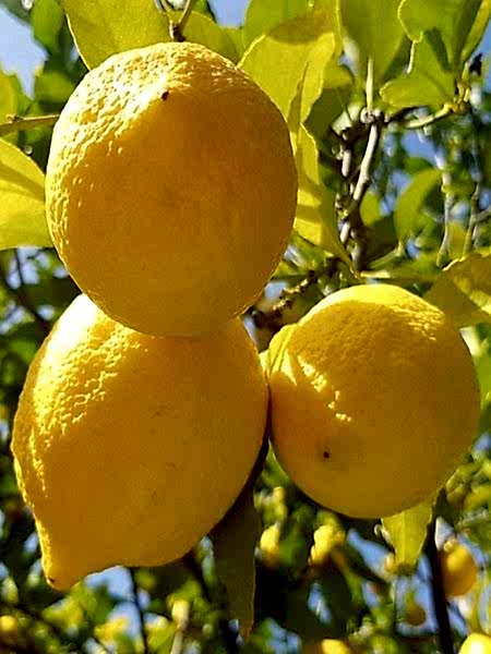 4-5Yaş Torbalı Yediveren Limon Ağacı Meyveli