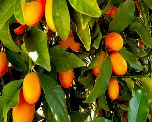 KUMKUAT ÇEŞİTLERİ