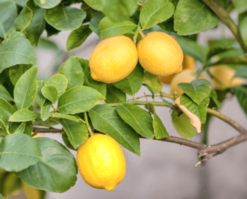 LİMON ÇEŞİTLERİ